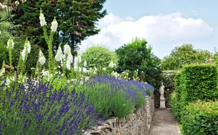 Enhance Summer Blooms: April Lavender Care Tips