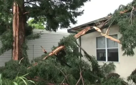 Santa Rosa Lightning Blast: 3 Buildings Hit After Redwood Tree Explodes
