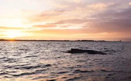 Humpback Whale Stranded Baltic: 5 grim signs the rescue turned into a public crisis