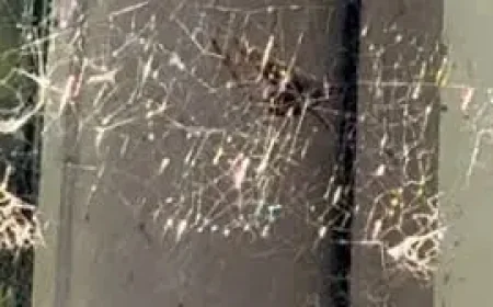 Noble False Widow: Why Spider Bite Hospital Admissions in England Are Rising