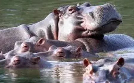 Colombia to cull 80 hippos tied to Pablo Escobar after decades of growth