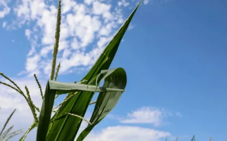 Survey Reveals Fertilizer Costs Unaffordable for Most Farmers Nationwide