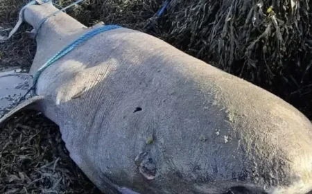 Greenland Shark Sligo: Rare deep-sea find washes up on North Sligo shore