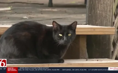 News On 6 Live: Bobcat fever cases rising in Green Country