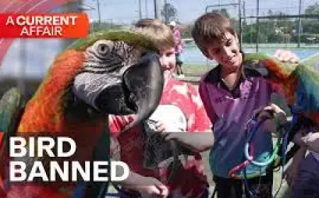 Beenleigh Tennis Centre and the human story behind a sudden animal ban