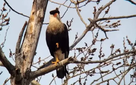 Oiseaux Caracara as 2026 begins: Québec’s rare visit signals a shifting migration pattern