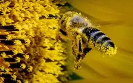 Health Canada Approves Neffy for Needle-Free Anaphylaxis Treatment