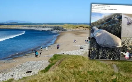 Irlandia: 150-year-old shark on a beach reveals a rare Arctic mystery