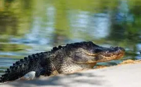 Rbc Heritage: 2 health warnings on Hilton Head as fans face sun, dehydration and caterpillars