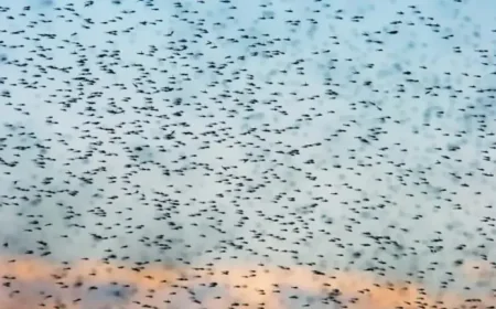 Mosquitoes in Iceland as 2025 Resets the Arctic Baseline