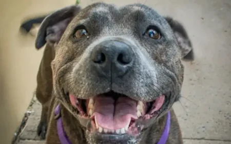 Puppy Memories, 39.5K Likes, and One Staffy Habit That Never Changed