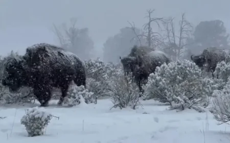 Yellowstone National Park Bison Face Heavy Spring Snow as the Seasons Turn Too Soon