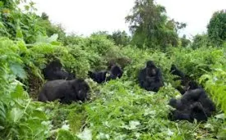 David Attenborough and A Gorilla Story: rare comeback, fresh warnings