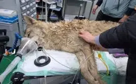 Wolf captured after nine-day search: 3 lessons from Neukgu’s dramatic return