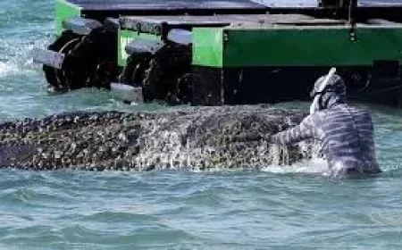 Whale rescue in Germany enters desperate new phase