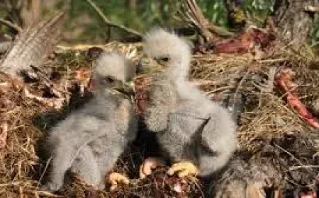 Eaglets Euthanized After Storms Swept Away Their Nest
