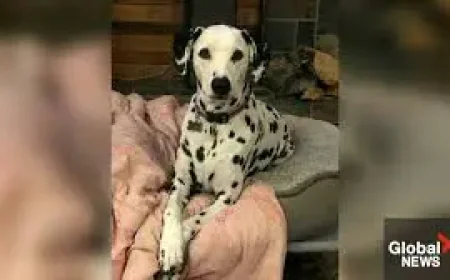 Diane Cooper Missing: 10 Days, 2 Provinces, and a Search That Keeps Expanding