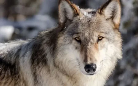 Wolf pup turns a Yellowstone warning sign into a small scene of wild mischief