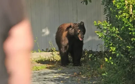 Feces research in Prince George as 2026 collection expands