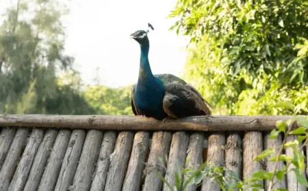 Cbbc Newsround: 5 things revealed by the Suffolk peacock chaos on a 92-year-old farm