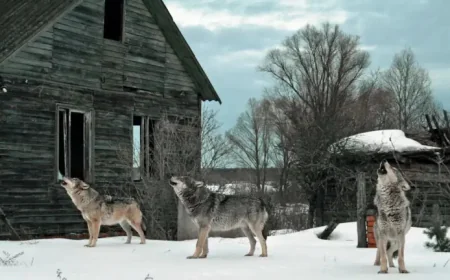 Chernobyl and the hidden return of wildlife to a radioactive landscape