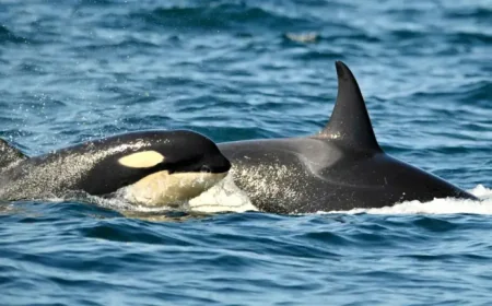 Beach warning after illegal tree poisoning on a tourist coast as fines climb