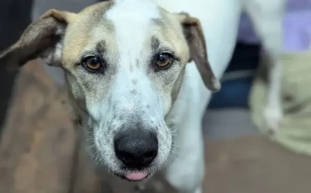 Ralph Rescue Dog Returned After 12 Days: Why One Adoption Ended in Heartbreak