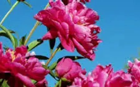 When Is Earth Day in 2026? Local Events Show Why the Date Still Matters