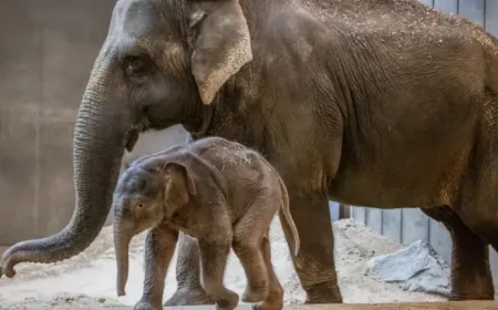 Smithsonian National Zoo baby elephant Linh Mai makes Earth Day debut