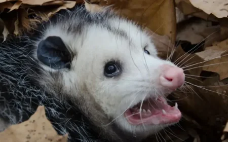 Burmese Pythons In Florida: The Possum Strategy Exposes A Hidden Weakness In The Snake Fight