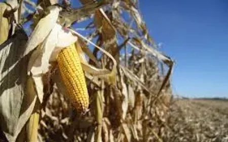 United States Farm Bill Nears New Pressure Point as Year-Round E15 Push Gathers Force