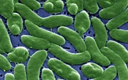 Vibrio Vulnificus New York Waters: Health Experts Warn of Fast-Moving Risk on Long Island