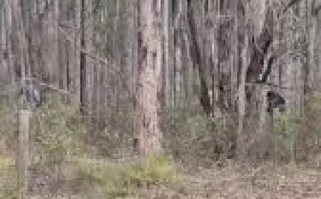 Inman Valley body discovery: bushwalker’s grim find turns a quiet conservation park into a major crime scene