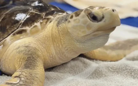 Sea Turtles: Earl Grey’s Recovery Reveals a Rare Family Tree