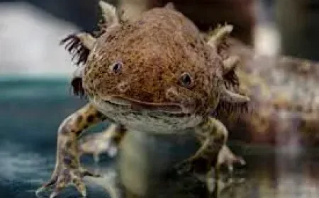 Rare Axolotl Found Under Bridge: Dippy Recovering After Welsh River Rescue
