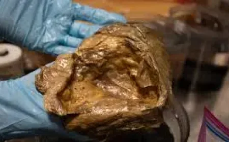 Golden Orb Found In Alaska Ocean Mystery Solved After Deep-Sea Study