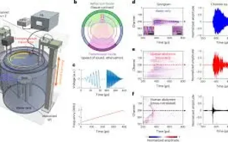 Caltech’s Whole-Body Ultrasound Breakthrough Exposes the Limits of Traditional Imaging