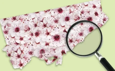 High Park Cherry Blossoms: 3 Key Signs Toronto’s Peak Bloom Could Arrive Early