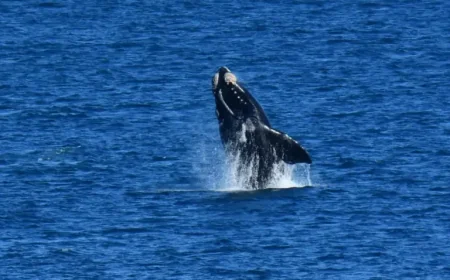 Kangaroo Island as the first Southern Right Whale of the season appears