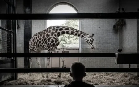 London Zoo at 200: 3 ways a new £20m hospital is reigniting the debate