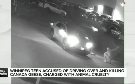 Winnipeg Teen Faces Charges After Three Geese Incidents