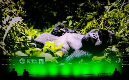 Attenborough Revisits 1979 Gorilla Scene for Cbeebies Iplayer