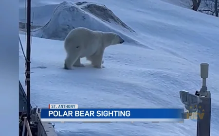 Joy Keats Captures April 19 St. Anthony Polar Bear Video