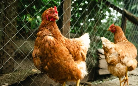 CDC Investigating Drug-Resistant Salmonella Outbreak Tied to Backyard Poultry Across 13 States