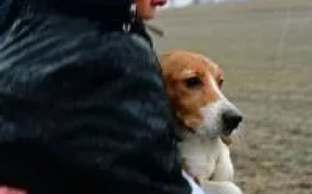 Big Dog Ranch Rescue agrees to buy 1,500 Beagle from Ridglan Farms