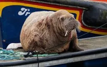 Magnus the Walrus Stops in Findochty After Five Scottish Sightings