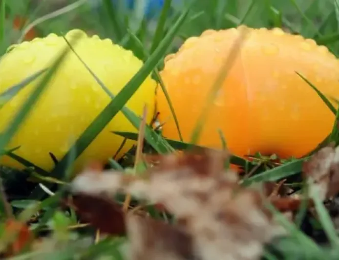 Washington Dc Weather: 87 Degrees Saturday Before Rain Threatens Easter Sunday Plans