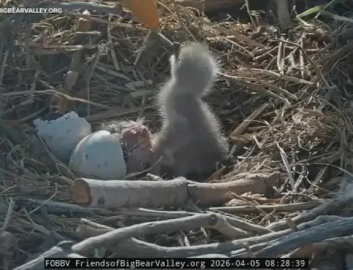 Bald Eagles Big Bear as the Nest’s Newest Eaglets Arrive