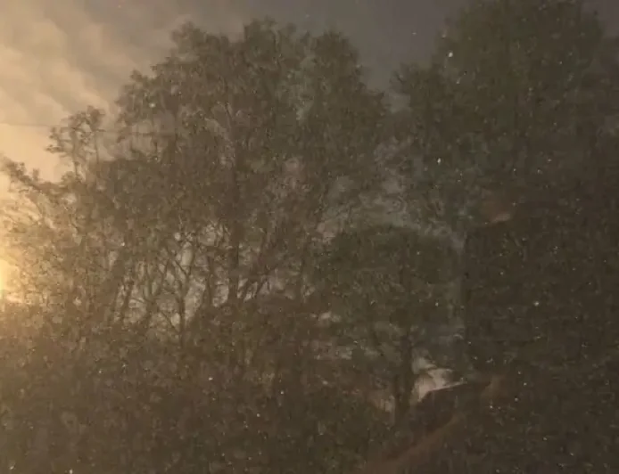 Pollen Count in Arkansas Hits Red Zone: 7 Spring Allergy Facts That Explain the Surge