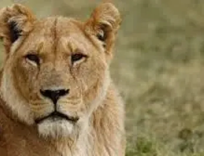 Longleat marks 60 years of a ‘world first’ that changed safari park history